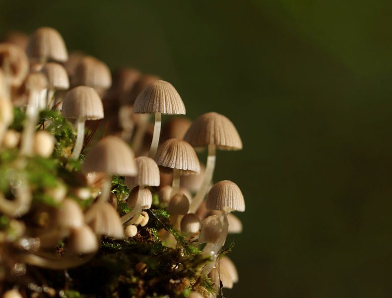 wild mushrooms by Gerrit van Oostveen