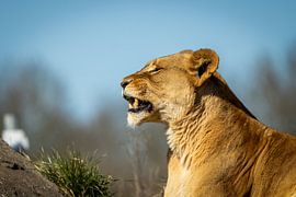 Leeuwin by Rudie Knol