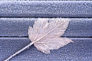 La dernière feuille (adieu)