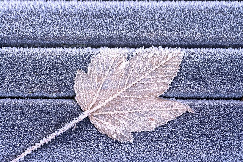The last leaf (farewell) by Birgitte Bergman