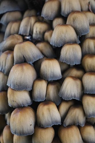 Verzameling paddestoelen