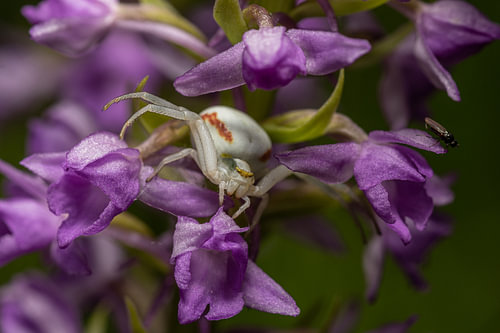Geheimnisvolle Samt-Tarnung – Weiße Spinne auf Orchidee für den Botanical Salon