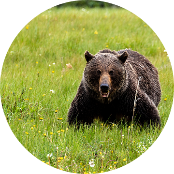 Wilde grizzlybeer in Canada van Roland Brack