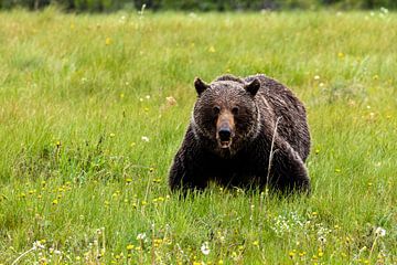 Wilde grizzlybeer in Canada van Roland Brack