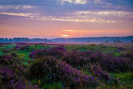 Heideveld sur Peet de Rouw
