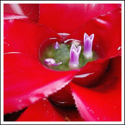 Bloem kelk