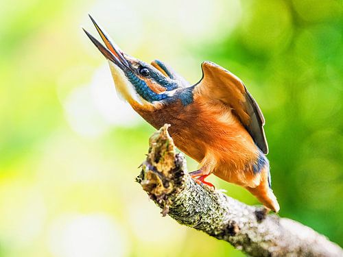 Eisvogel in der Defensive