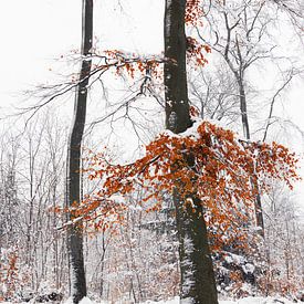 Verschneite Bäume mit Herbstlaub von Dirk Wüstenhagen