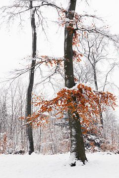 Verschneite Bäume mit Herbstlaub von Dirk Wüstenhagen