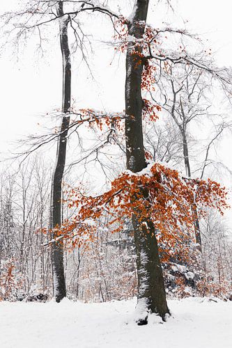 Arbres enneigés avec feuilles d'automne