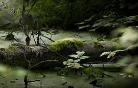 Tree stump in the water by Rosetta Schiff
