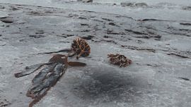 Treasures in Ice