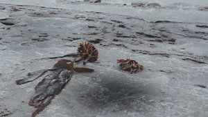 Fundstücke im Eis – St. Peter-Ording im Winter