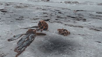 Treasures in Ice