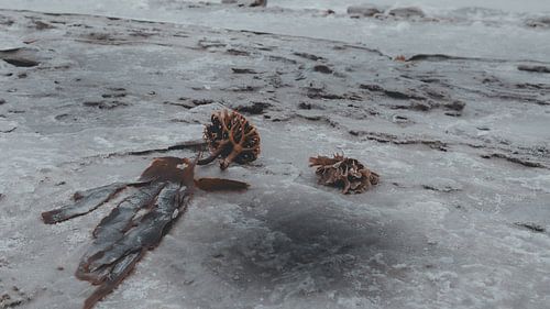 Treasures in Ice