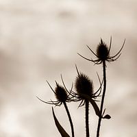 Silhouette einer Distel mit Kachellicht