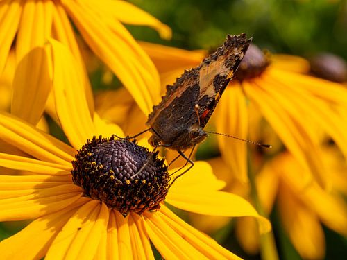 Wilde vlinder op een gele zonnehoed