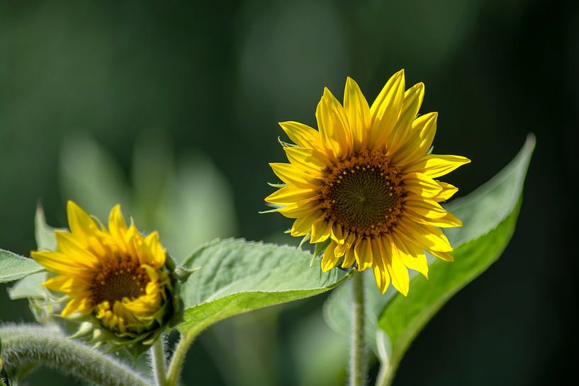 Blooming Sunflowers von Photoart-Naegele