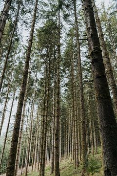 Ardennen | hoge bomen in de groene bossen van de Ardennen van Iris van Tricht