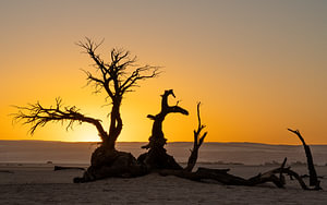Dead trees in the Namib Desert