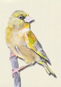 Grünfink mit Schattenvogel Illustration