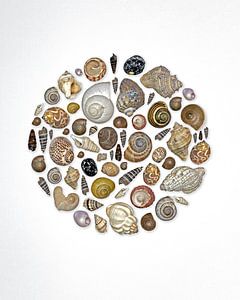 Les escargots en cercle