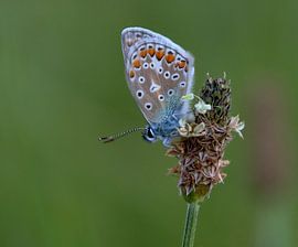 Zomer by Annie Middeldorp