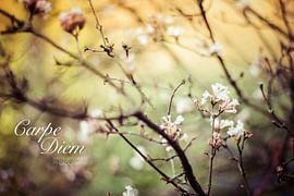 Carpe Diem Flowers by Hylke Greidanus