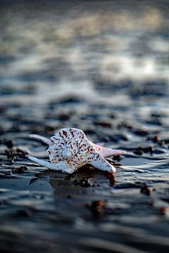 In the Wadden Sea by Thomas Riess