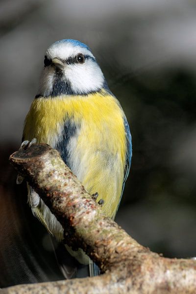 Blaumeise von Humphry Jacobs