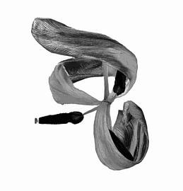 Tulip in its final days by Huub Westendorp