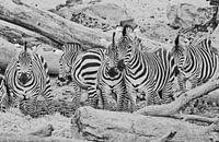 Zebra groep