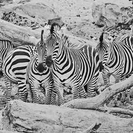 Zebra groep van Martine Moens