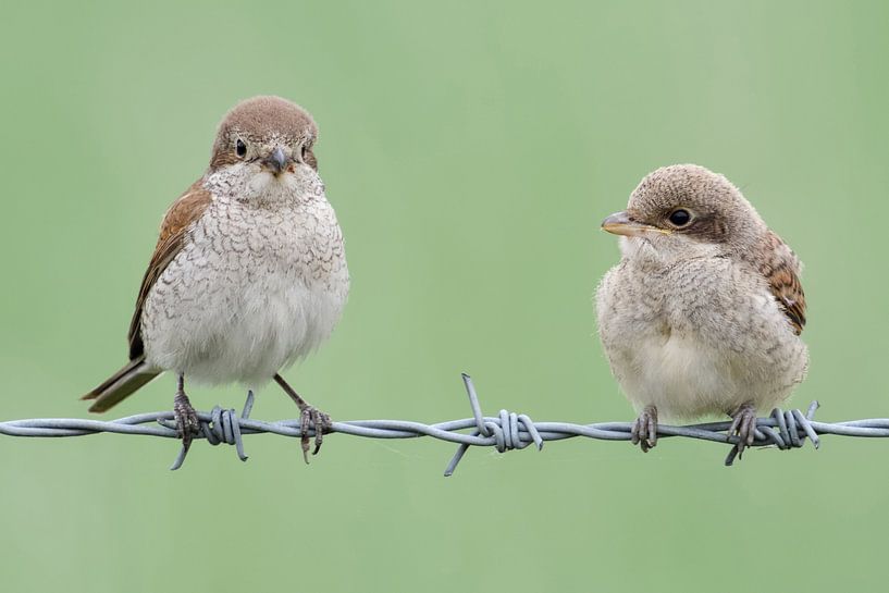 Pie-grièche écorcheur (Lanius collurio), femelle avec petits, faune sauvage, Europe. par wunderbare Erde