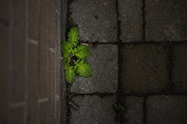 Mehr Grün auf den Straßen von Eline Meert
