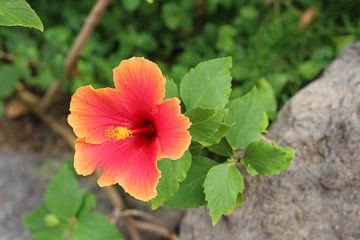 Hawaiiaanse hibiscus van Marvin Taschik