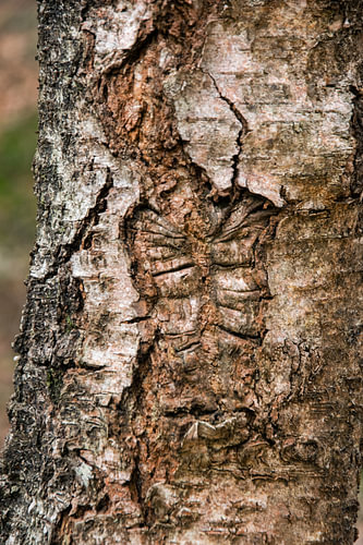 Gezicht in de boom – Bos van de Utrechtse Heuvelrug