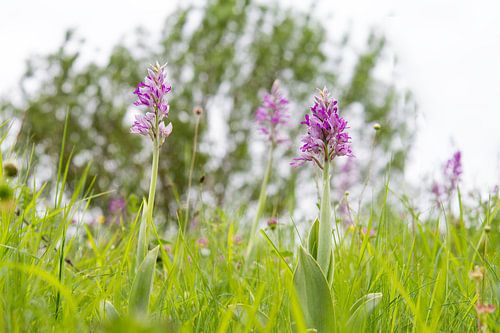 Soldaatjes - Orchis militaris