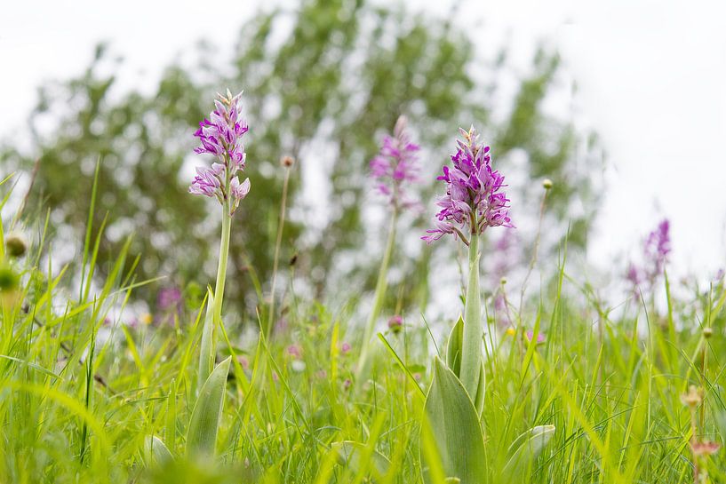 Soldaatjes - Orchis militaris von Mark Meijrink