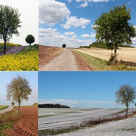 Bildmontage 1 Baum-Motiv zu den 4 Jahreszeiten von Martin Flechsig