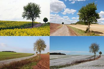 Bildmontage 1 Baum-Motiv zu den 4 Jahreszeiten