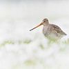 Barge à queue noire (Limosa limosa) dans la neige dans les polders née sur Laurens de Waard