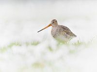 Black-tailed Godwit (Limosa limosa) in the snow in Dutch polder