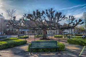 Moeierboom Etten-Leur Zentrum