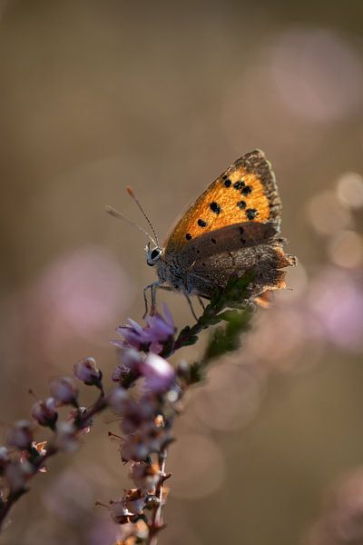 Kleiner Schmetterling im Moor von KB Design & Photography (Karen Brouwer)