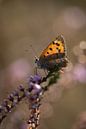 Kleiner Schmetterling im Moor von KB Design & Photography (Karen Brouwer) Miniaturansicht