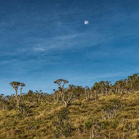 Mond über Horton Plain's von Henk Goossens