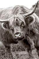 Le taureau
