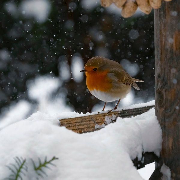 Robins. by Alie Ekkelenkamp