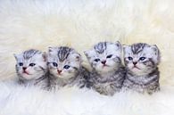 Nest van vier jonge poesjes op een rij van Ben Schonewille thumbnail